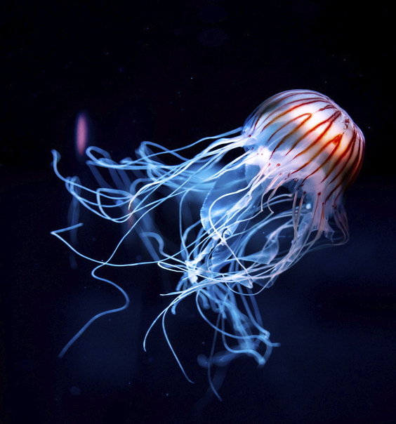 Innerlijke stem,Bubbel,Introductiecursus,Aandacht,Proeven,Smaak